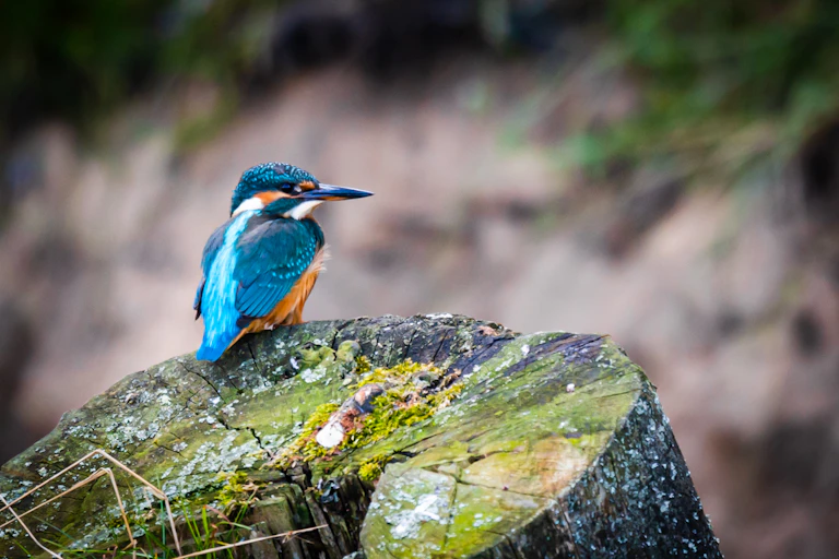A kingfisher sits on a tree stump.