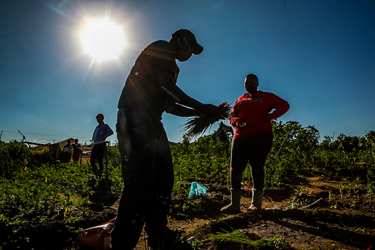Three people stand in a field where crops are growing