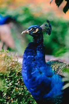 A peacock.