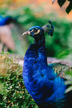 A peacock.