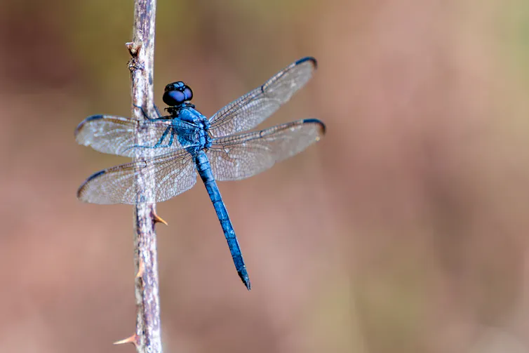 A blue dragonfly.