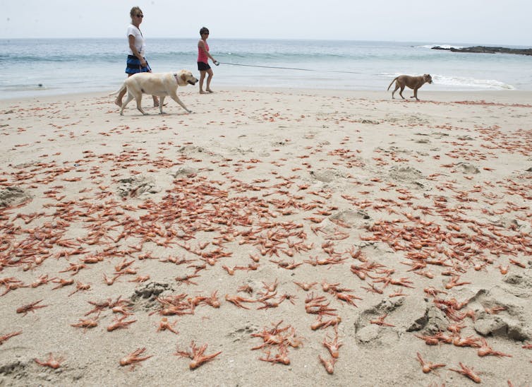Hundreds of dead small red crabs on a beach with two people and two dogs walking in the background.