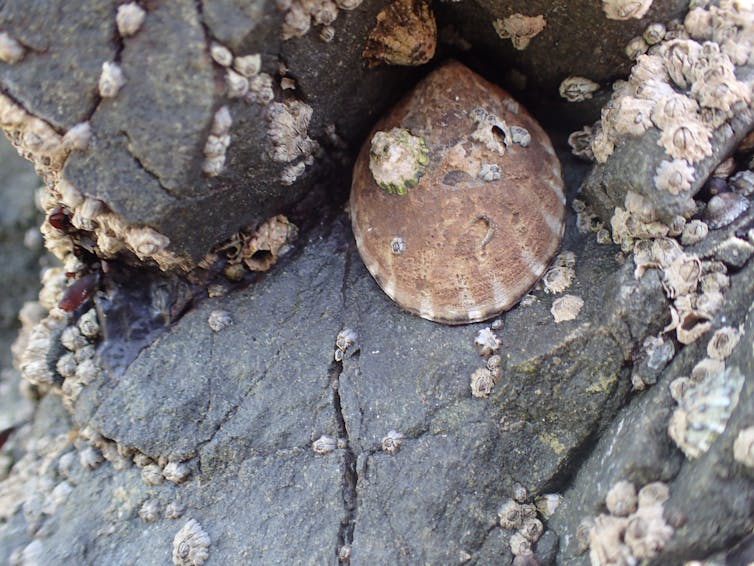 A small shelled creature stuck to a rock surrounded by barnacles.