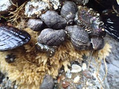 A cluster of small snails on a rock.