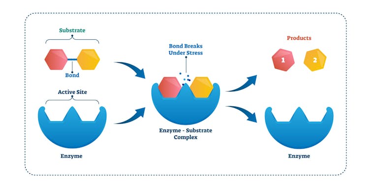 Diagram of enzyme binding process.