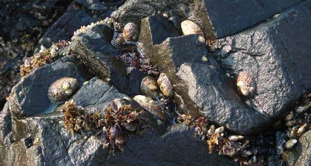 A wet rock covered in large shelled animals and seaweed.