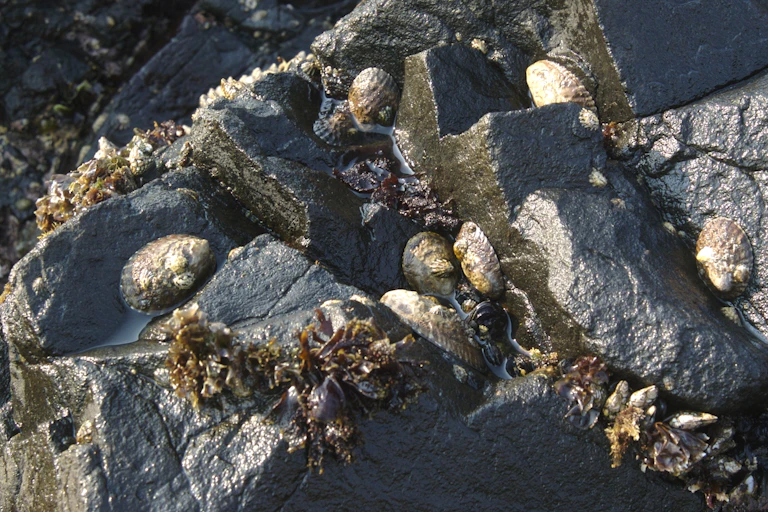 A wet rock covered in large shelled animals and seaweed.