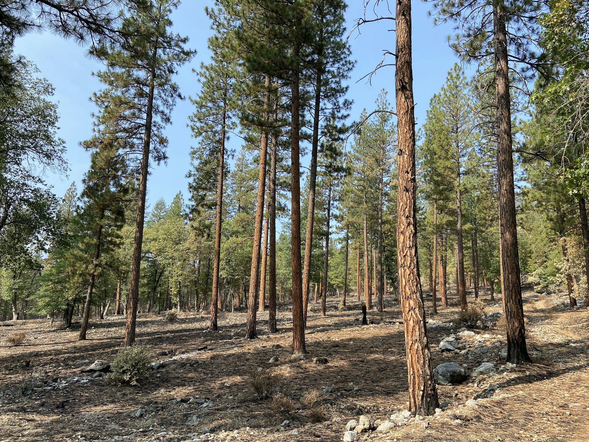 Trees spaced several feet apart without any underbrush