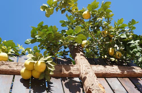 how to go urban foraging safely, respectfully and cleverly