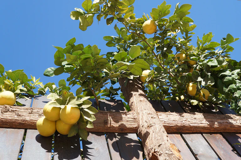 Grapefruits over a fence