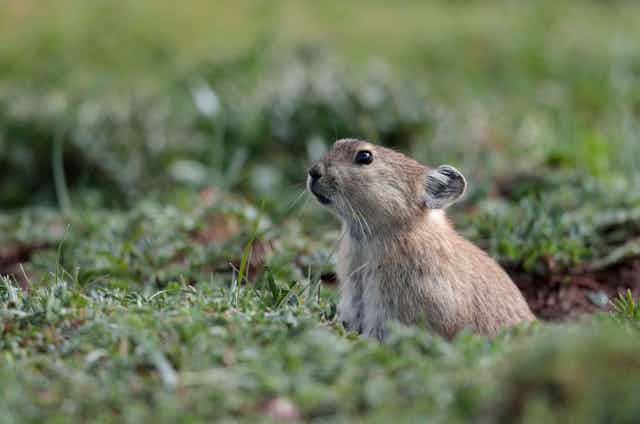 A small, sandy-coloured mammal surrounded by grass.