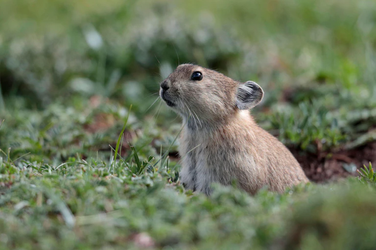 A small, sandy-coloured mammal surrounded by grass.
