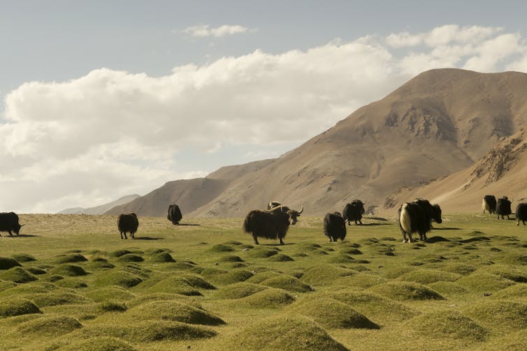A herd of shaggy cattle with horns spread out on an undulating grassland.