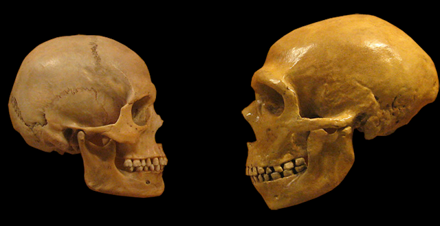 Image of Homo Sapiens and Neanderthal skulls.
