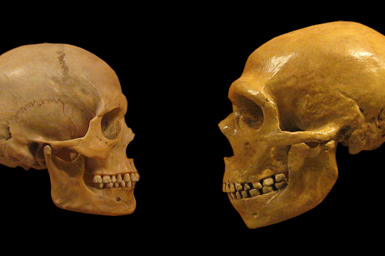 Image of Homo Sapiens and Neanderthal skulls.
