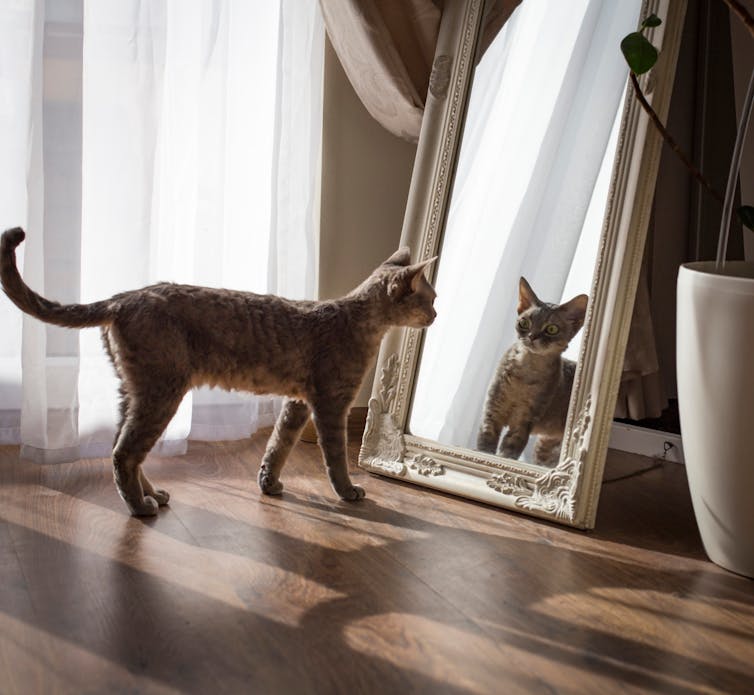 Image of a cat looking in the mirror.