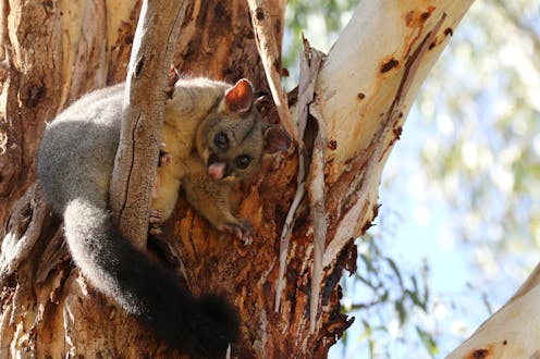 Why sweet-toothed possums graze on stressed, sickly-looking trees