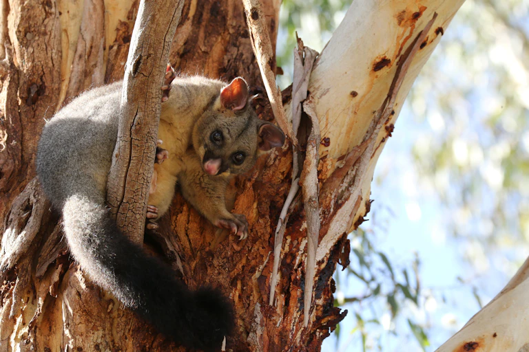 A possum in a tree.
