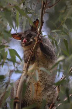 A possum is in a gum tree.