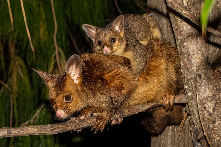 A mother and baby possum in a tree.