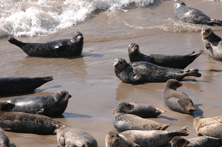 Large group of seals lying at the water's edge.