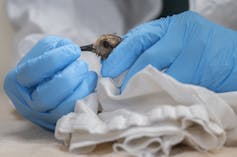 Gloved hands holding a small shorebird streaked with oil.