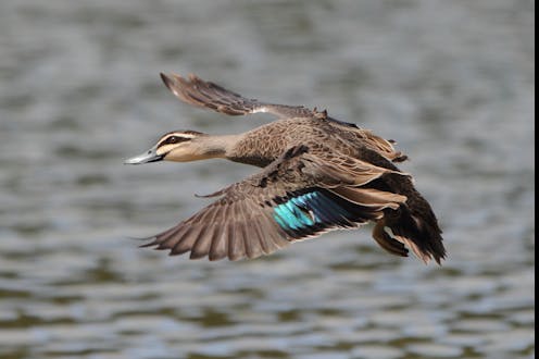 reawakening the Black Duck Songline, across 300km in Australia's southeast
