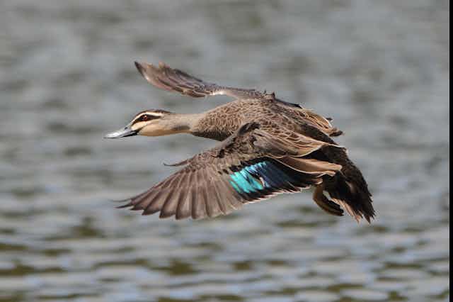 A duck in flight