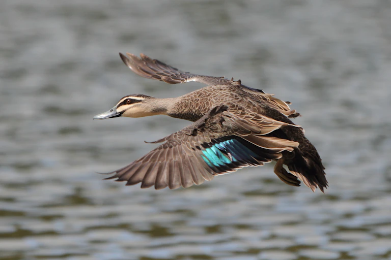 A duck in flight