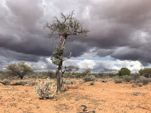 Australian sandalwood is facing extinction in the wild