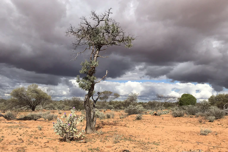 A lone sandalwood tree int he desert