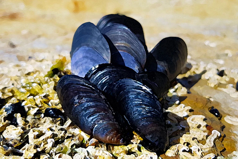 Los mejillones se pegan a las rocas con el pegamento más fuerte del mundo.