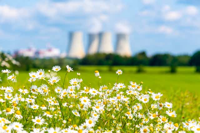 A close-up image of daisies with nuclear power station water towers out of focus in background.
