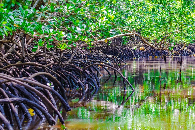 Manguezais em Zanzibar.
