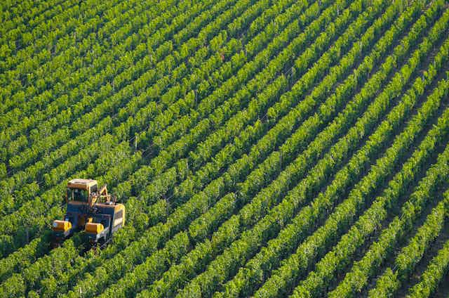 Tractor among the vineyards