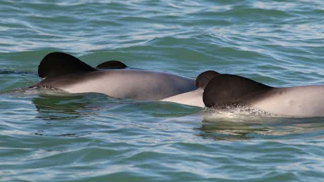 Māui dolphin mother and calf