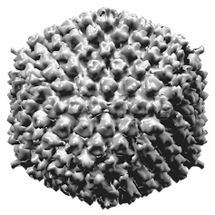 Black and white illustration of an adenovirus