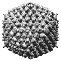 Black and white illustration of an adenovirus