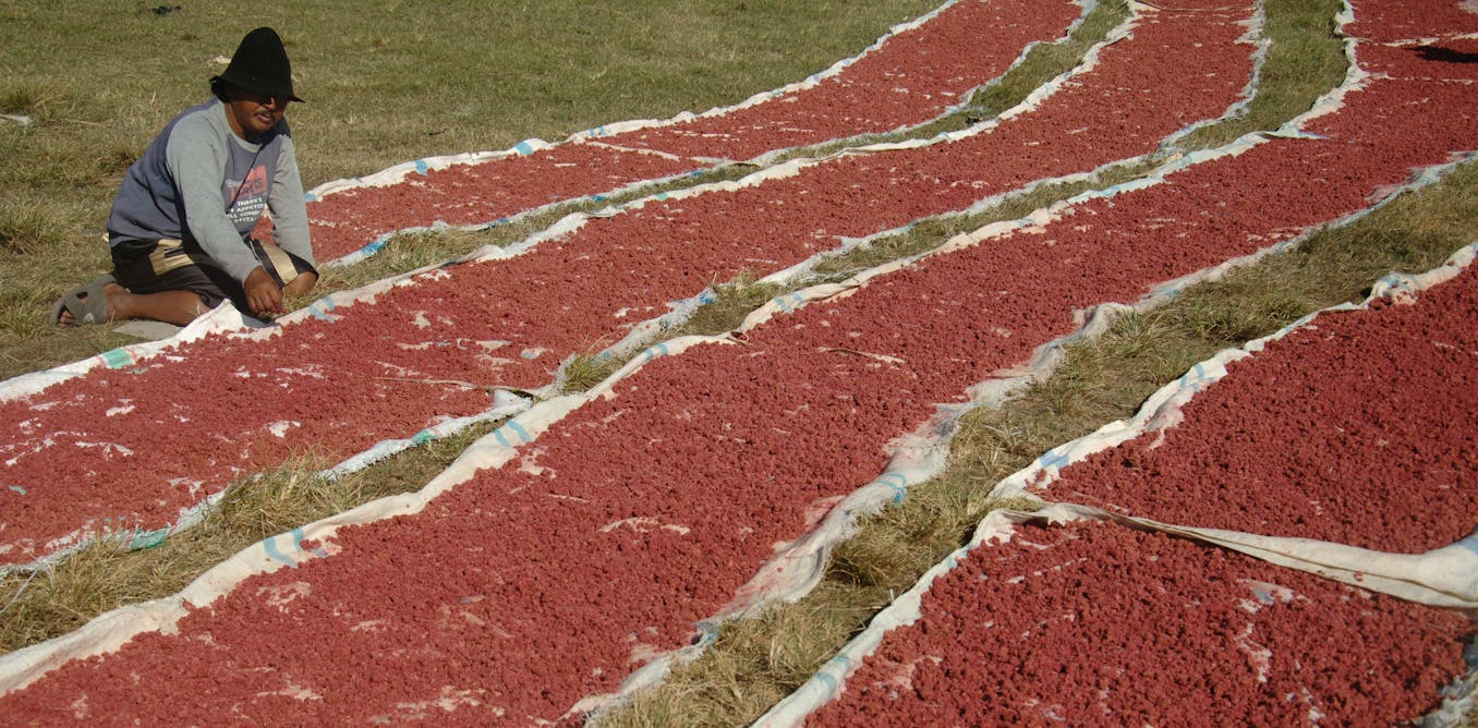 Terasi Indonesia Lebih Nikmat Dari Terasi Negara Lain Punya Potensi Ekspor Tapi Butuh Strategi