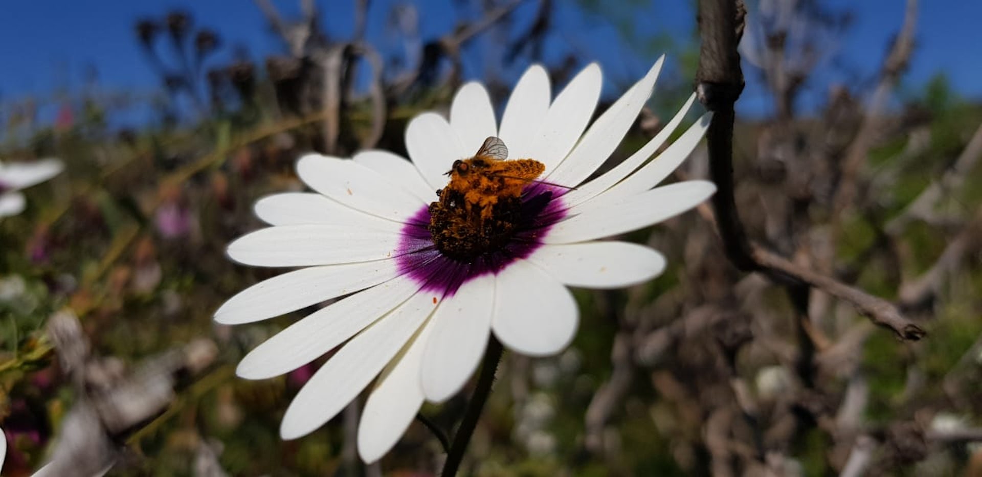 Biodiversity depends on pollinators a first estimate of how many