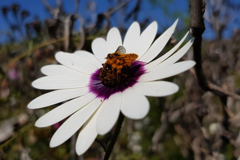 Fly sitting on a flower