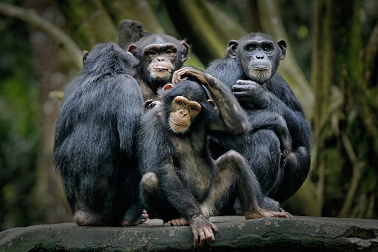 A family of chimpanzees huddling together