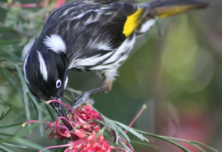 Colourful – Aussie birds and 'speak'