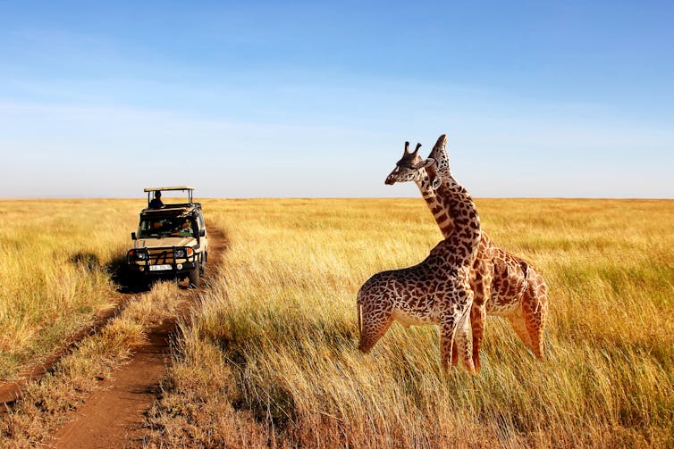 A safari in Tanzania