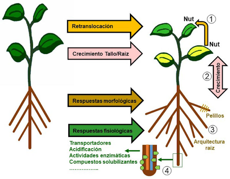 Figura 1. Adaptacións das plantas á falta de nutrientes. Imaxe achegada polo autor.