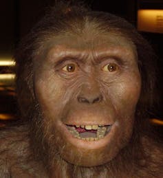 Close up of a model's face based on Lucy and others _A.  afarensis_ fossils