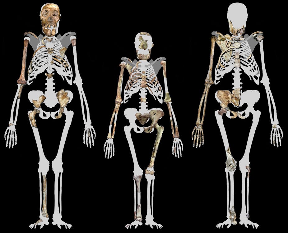 three skeletons depicting upright walkers