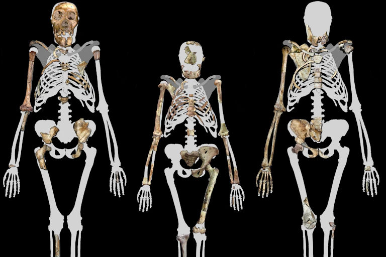 three skeletons depicting upright walkers