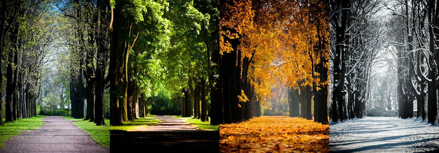 panels of a shaded road through four seasons