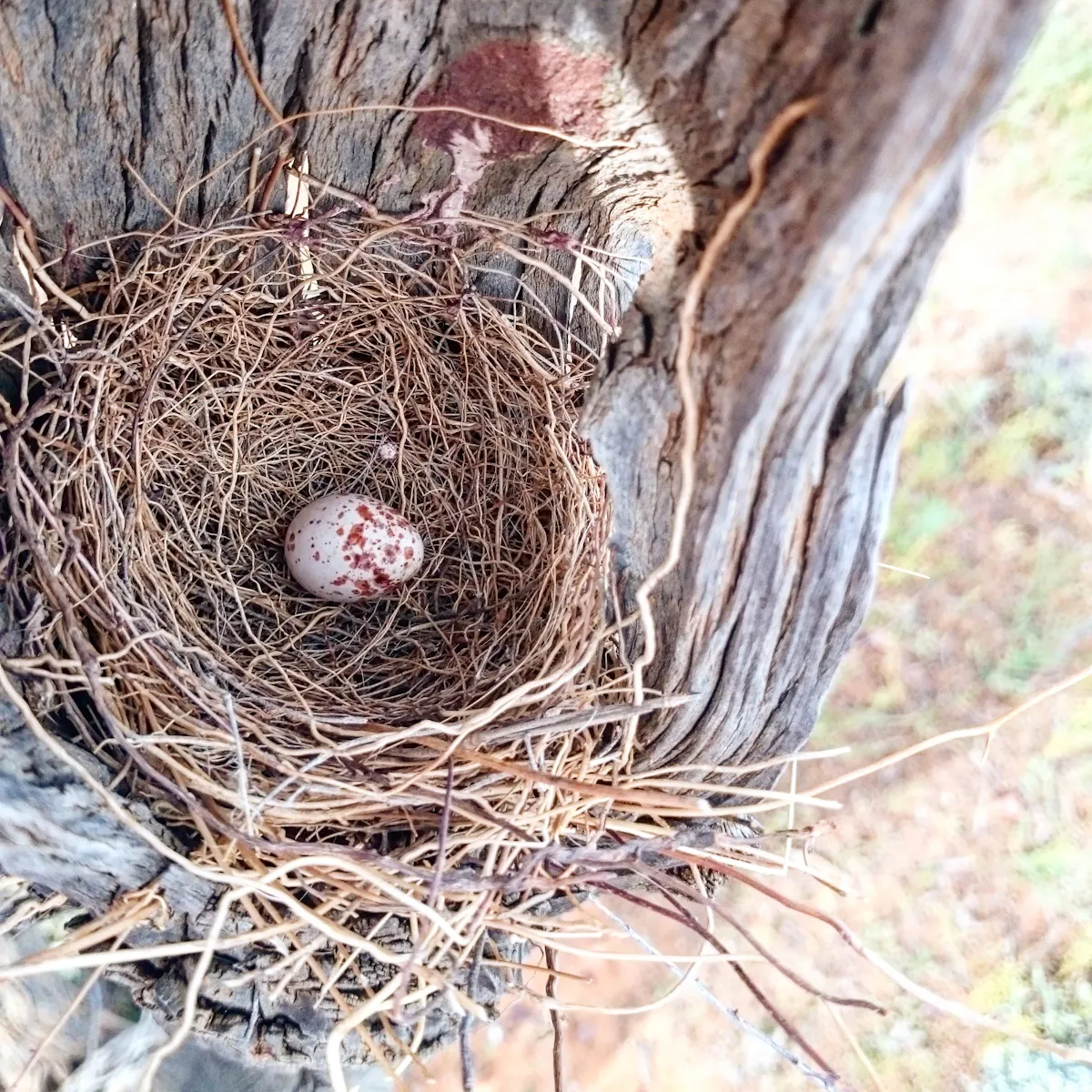 Why Are Birds Eggs Colourful New Research Shows It S Linked To The Shape Of Their Nests Why Are Birds Eggs Colourful New Research Shows It S Linked To The Shape Of Their Nests